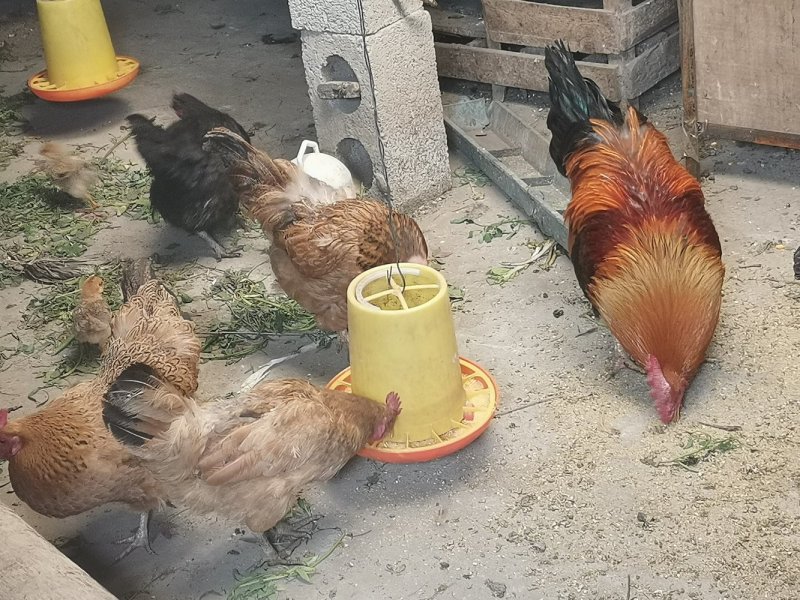 自家散养土鸡，贵州土鸡，公母都有，六个月以上