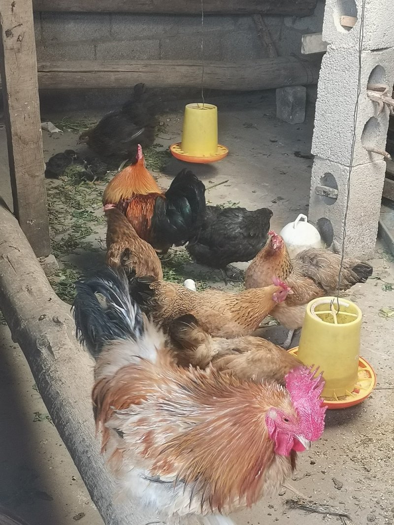 自家散养土鸡，贵州土鸡，公母都有，六个月以上