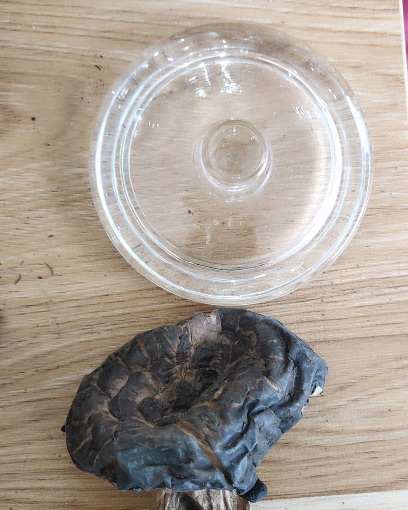 全国包邮云南精品野生菌黑虎掌菌