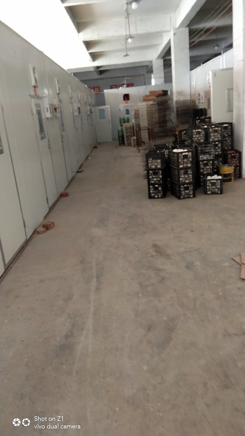 鹅苗，【】供应狮头鹅苗，白狮头，灰狮头鹅苗