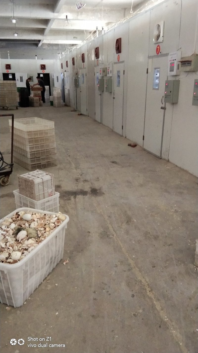 鹅苗，【】供应狮头鹅苗，白狮头，灰狮头鹅苗