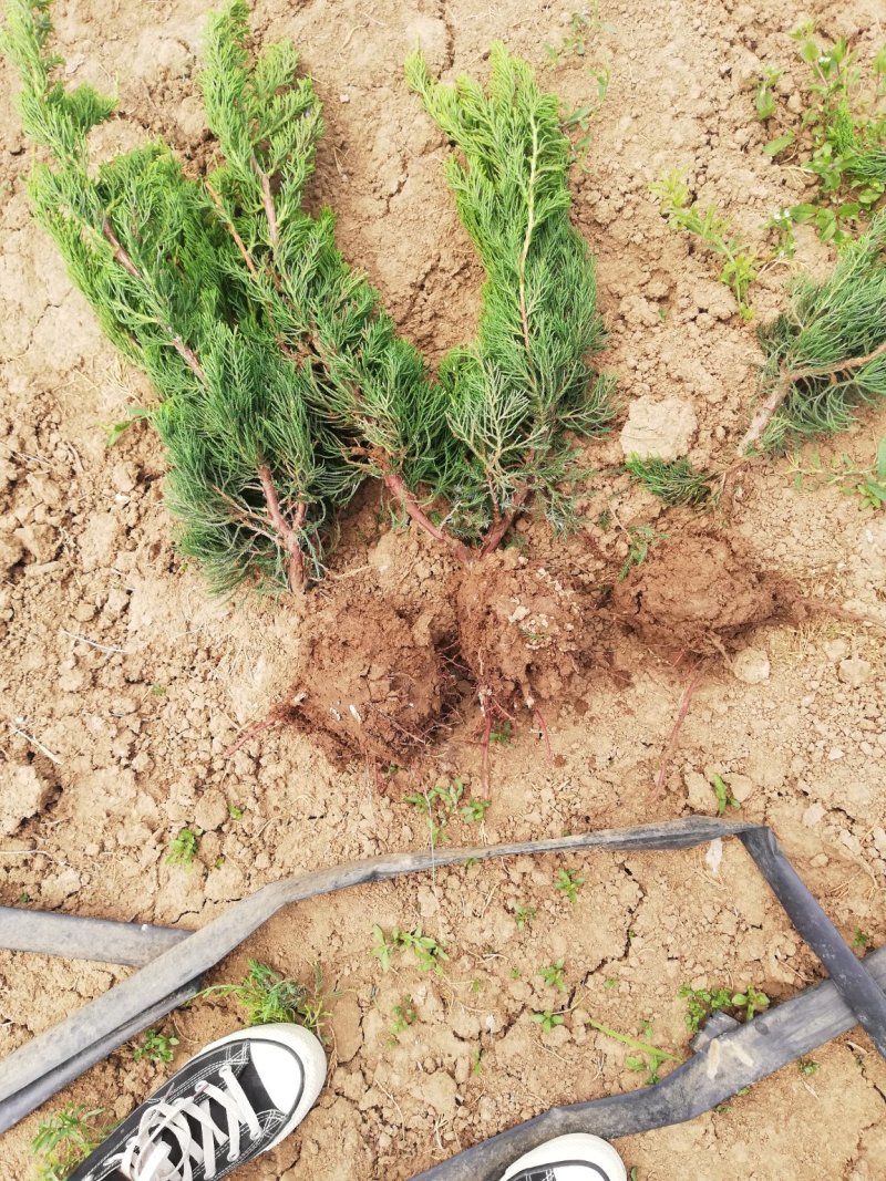 江苏宿迁小叶黄杨苗基地直发包成活提供售后技术指导