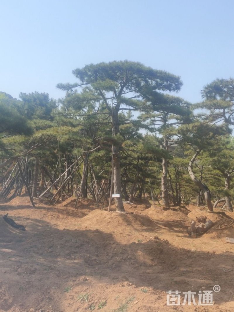 造型松绿化苗木，自己种植