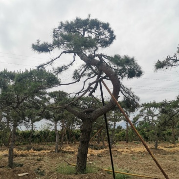 造型松绿化苗木，自己种植