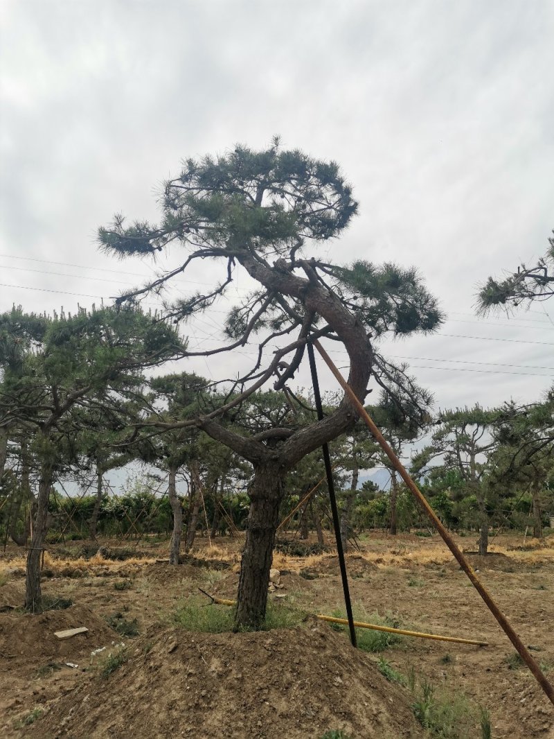 造型松绿化苗木，自己种植