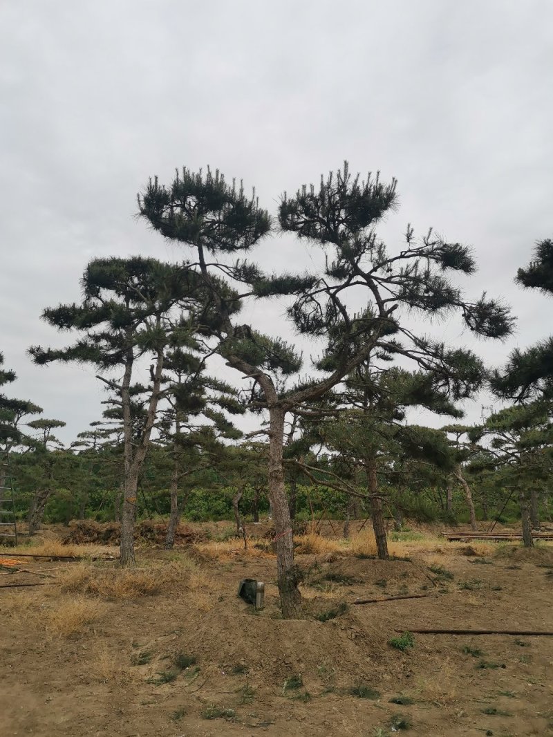 造型松绿化苗木，自己种植