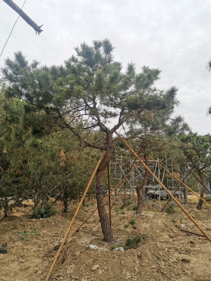 造型松绿化苗木，自己种植