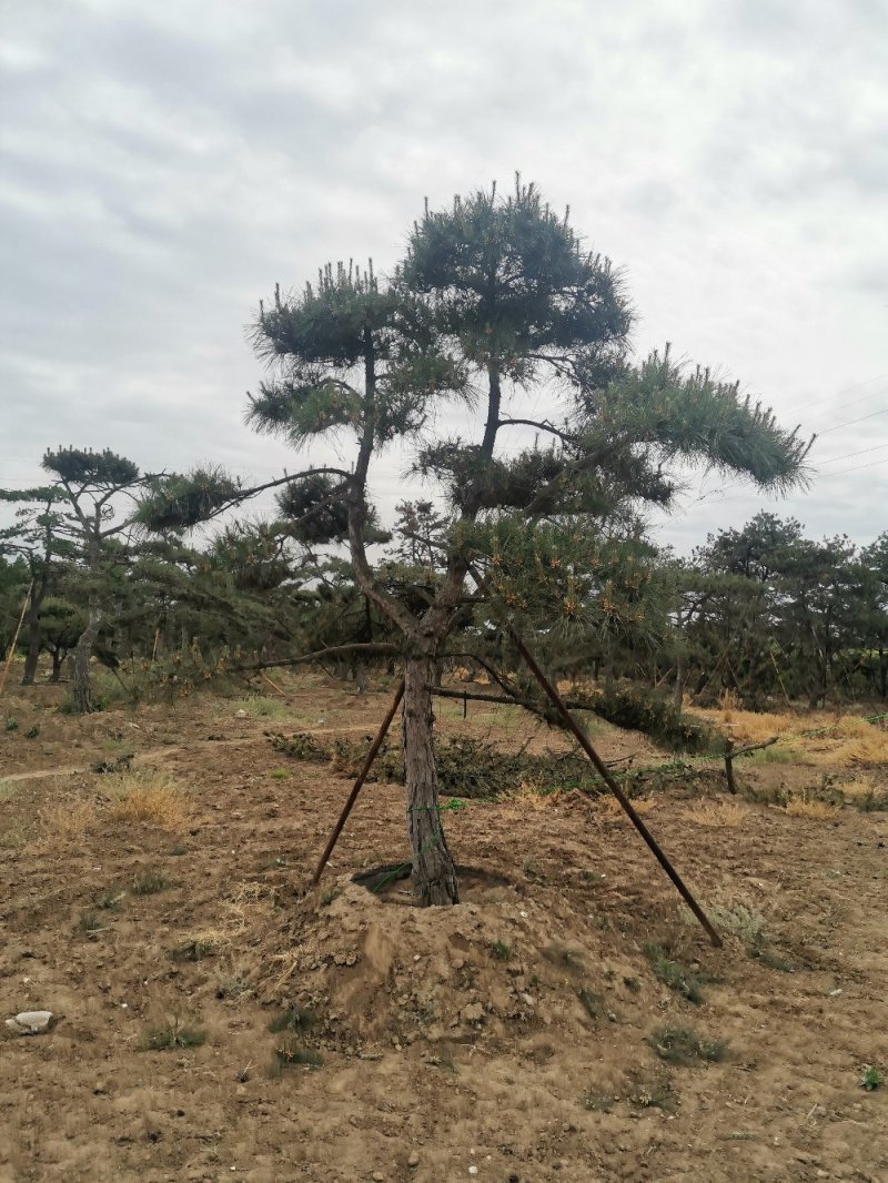 造型松绿化苗木，自己种植