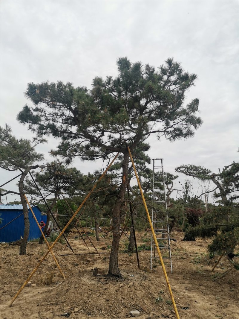 造型松绿化苗木，自己种植