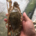 蓝花蟹，冰鲜。北部湾海。产地直发欢迎咨询。
