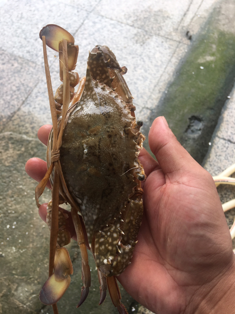 蓝花蟹，冰鲜。北部湾海。产地直发欢迎咨询。