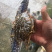 蓝花蟹，冰鲜。北部湾海。产地直发欢迎咨询。