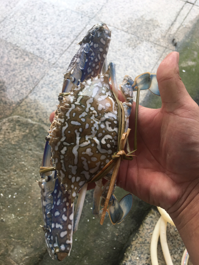蓝花蟹，冰鲜。北部湾海。产地直发欢迎咨询。