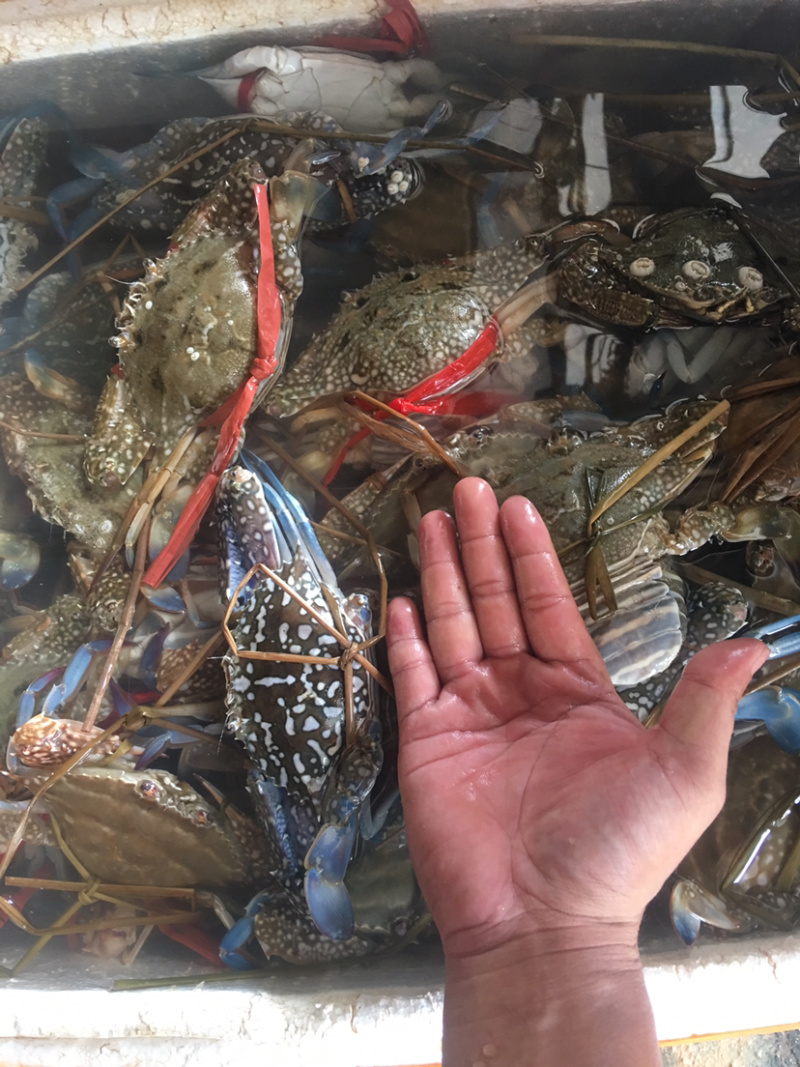 蓝花蟹，冰鲜。北部湾海。产地直发欢迎咨询。
