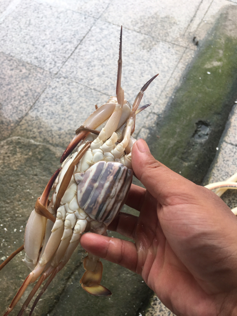 蓝花蟹，冰鲜。北部湾海。产地直发欢迎咨询。