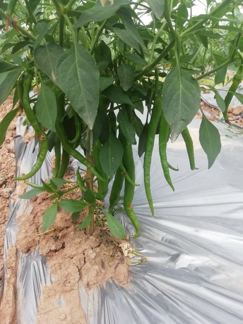 薄皮二荆条