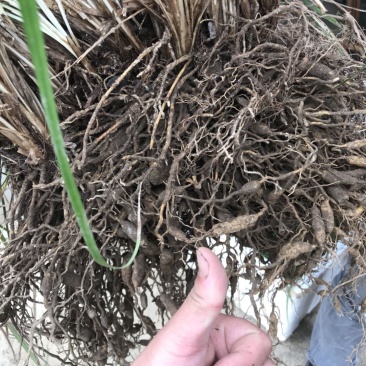 安徽麦冬种苗大麦冬苗麦冬种苗麦冬种植