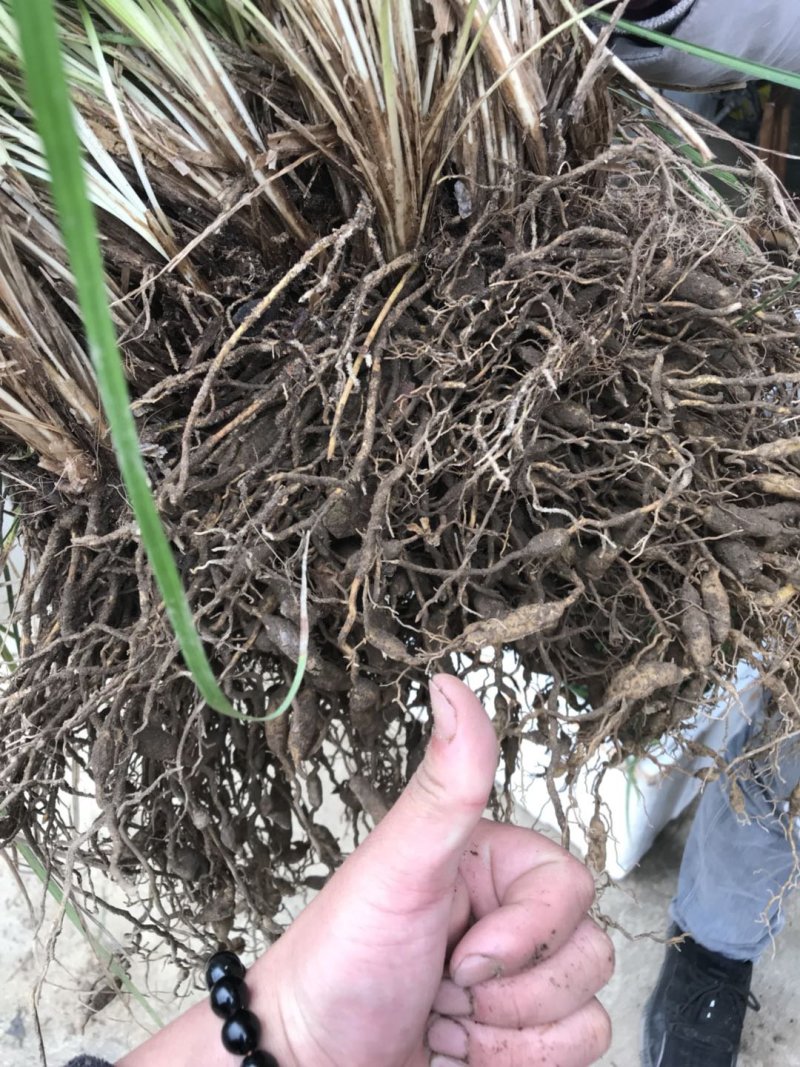 安徽麦冬种苗大麦冬苗麦冬种苗麦冬种植