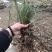 安徽麦冬种苗大麦冬苗麦冬种苗麦冬种植