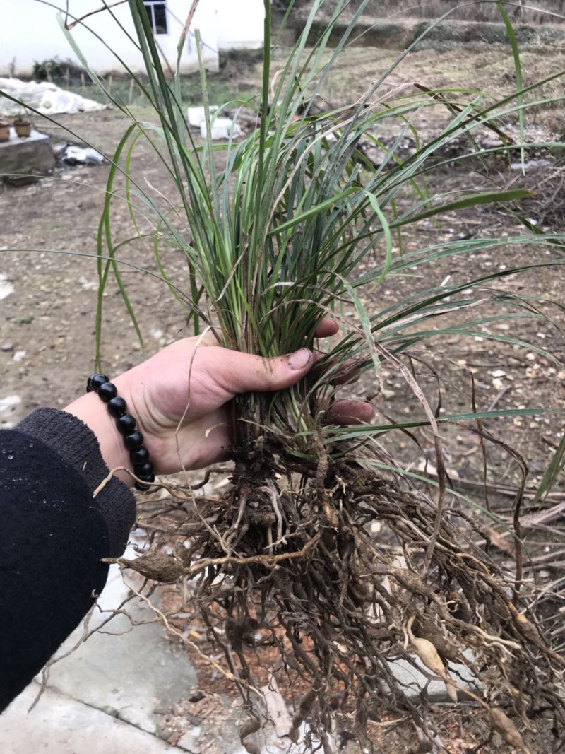安徽麦冬种苗大麦冬苗麦冬种苗麦冬种植