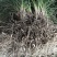 安徽麦冬种苗大麦冬苗麦冬种苗麦冬种植