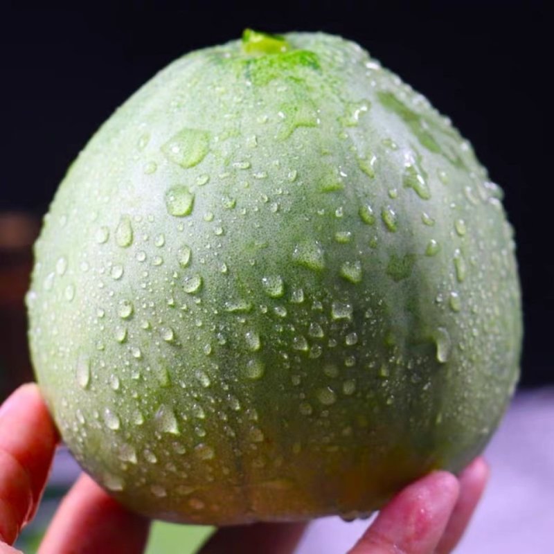 陕西大荔县吊蔓绿宝石，博洋，芝麻密，花豹，上市了