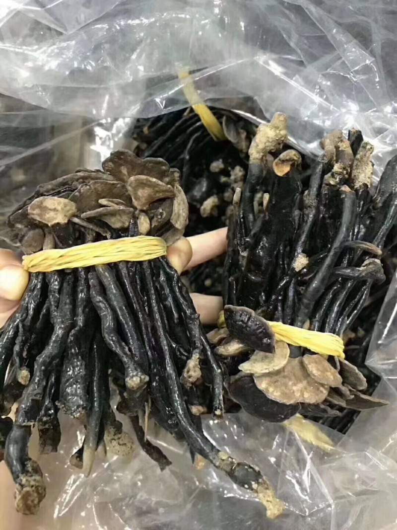 竹灵芝精选野生深山竹灵芝正品产地直供味道香