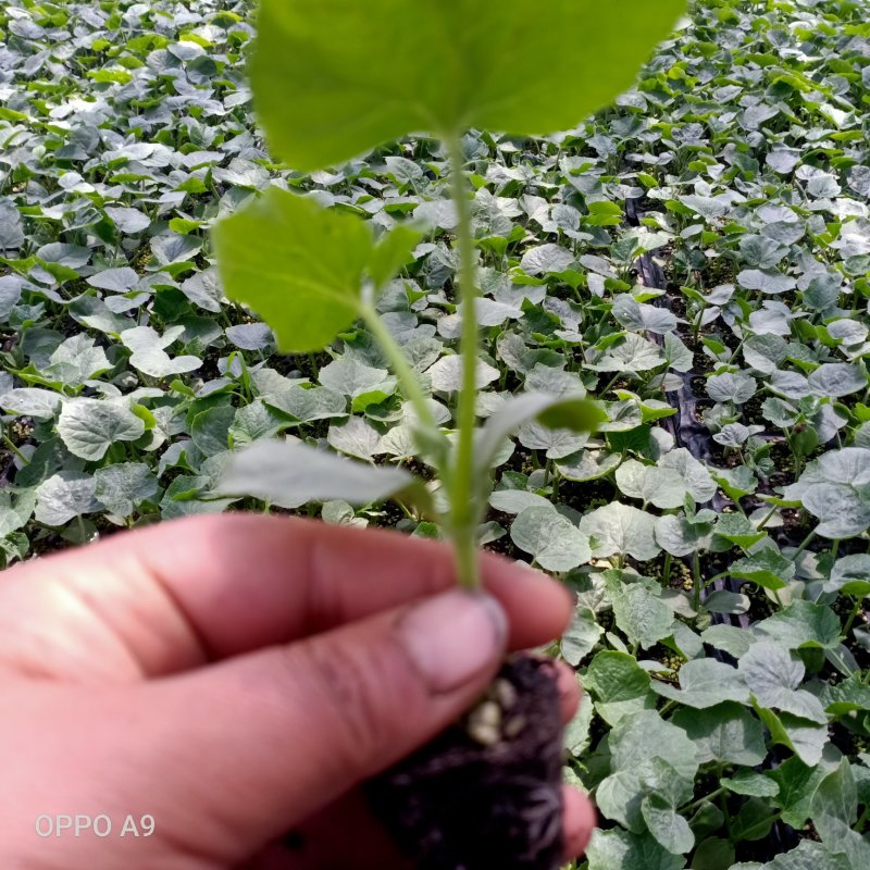 黑皮铁心大冬瓜，一串铃小冬瓜，白皮冬瓜，正好栽