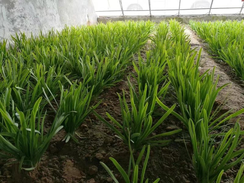 紫根红韭菜种子791宽叶韭菜种子耐寒好250g