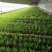 紫根红韭菜种子791宽叶韭菜种子耐寒好250g