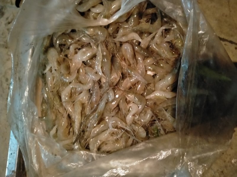 蓝刀鱼，冰鲜！质优。非诚勿扰