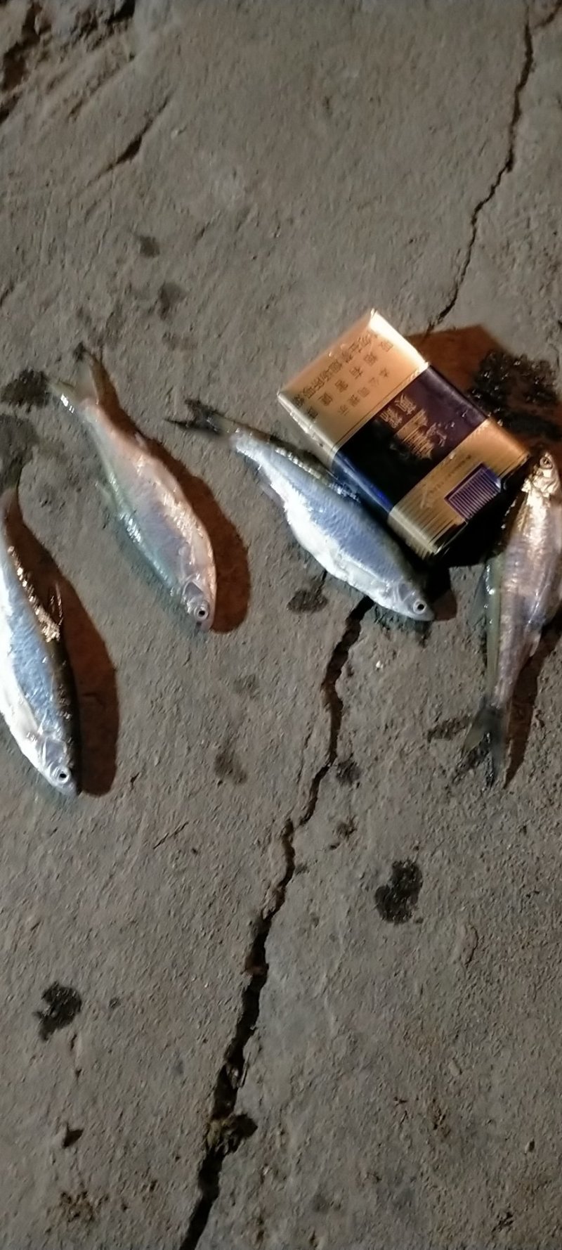 蓝刀鱼，冰鲜！质优。非诚勿扰