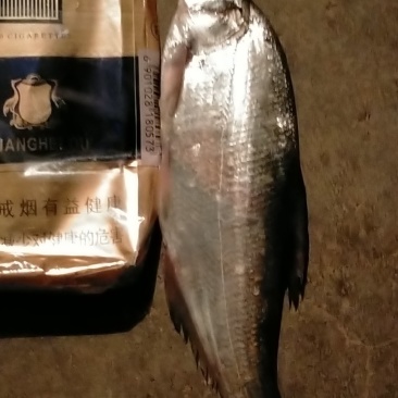 蓝刀鱼，冰鲜！质优。非诚勿扰