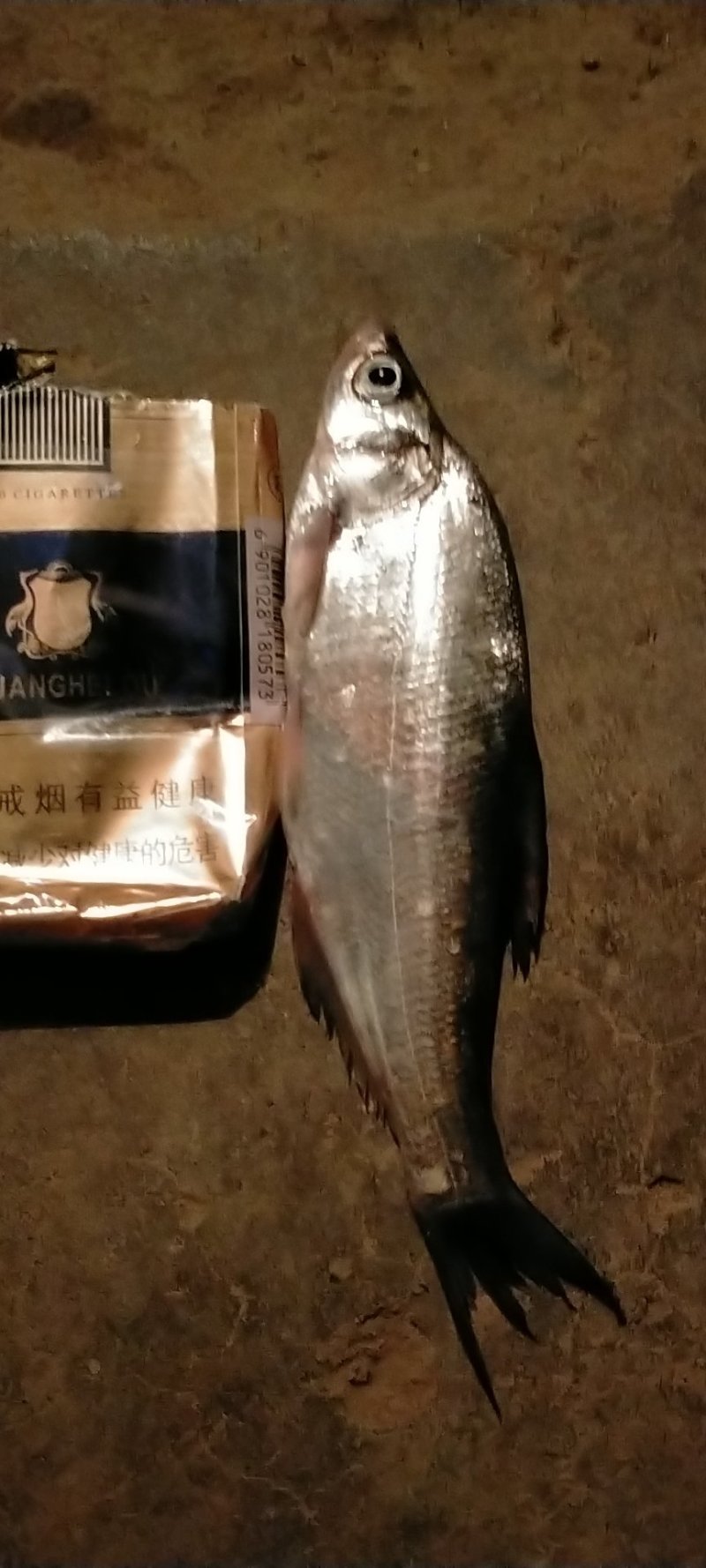 蓝刀鱼，冰鲜！质优。非诚勿扰