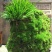 石菖蒲种苗野生干货新鲜的