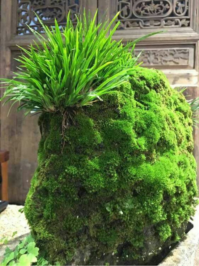 石菖蒲种苗野生干货新鲜的