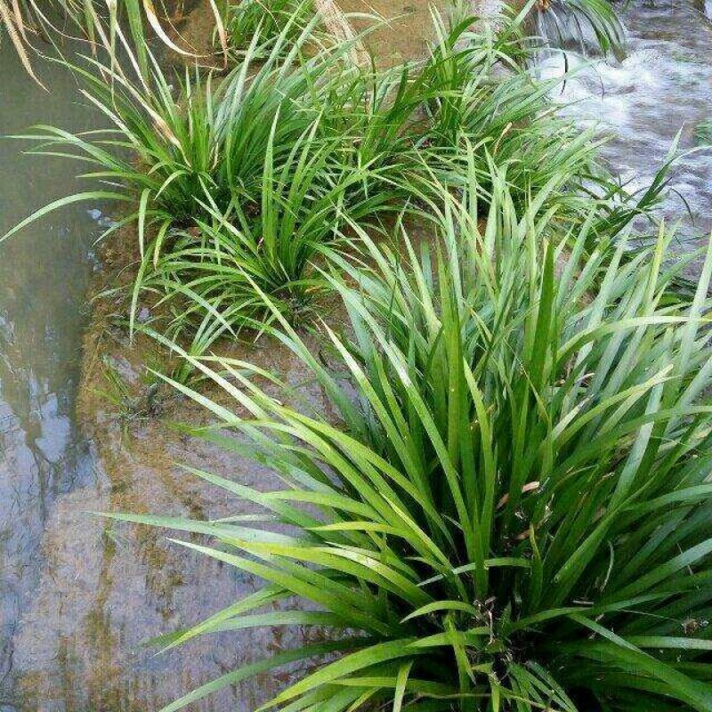 石菖蒲种苗野生干货新鲜的