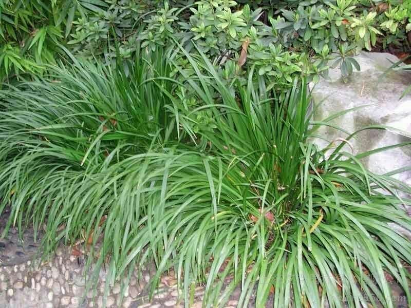 石菖蒲种苗野生干货新鲜的