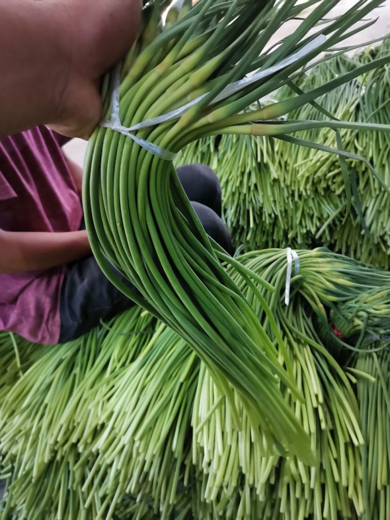 蒜苔全国发货，保质保量，产地直发价格便宜