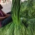 蒜苔全国发货，保质保量，产地直发价格便宜