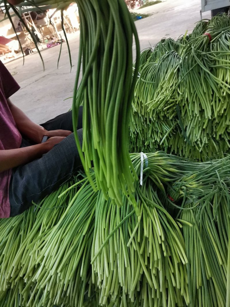 蒜苔全国发货，保质保量，产地直发价格便宜
