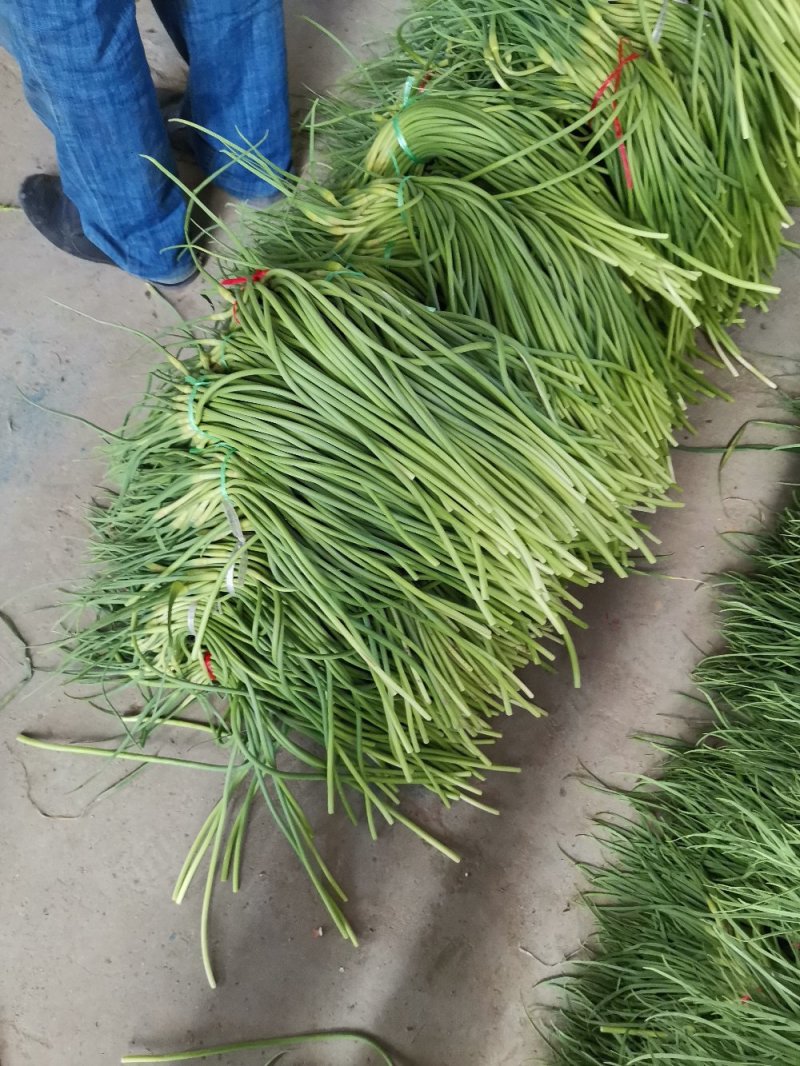 蒜苔全国发货，保质保量，产地直发价格便宜
