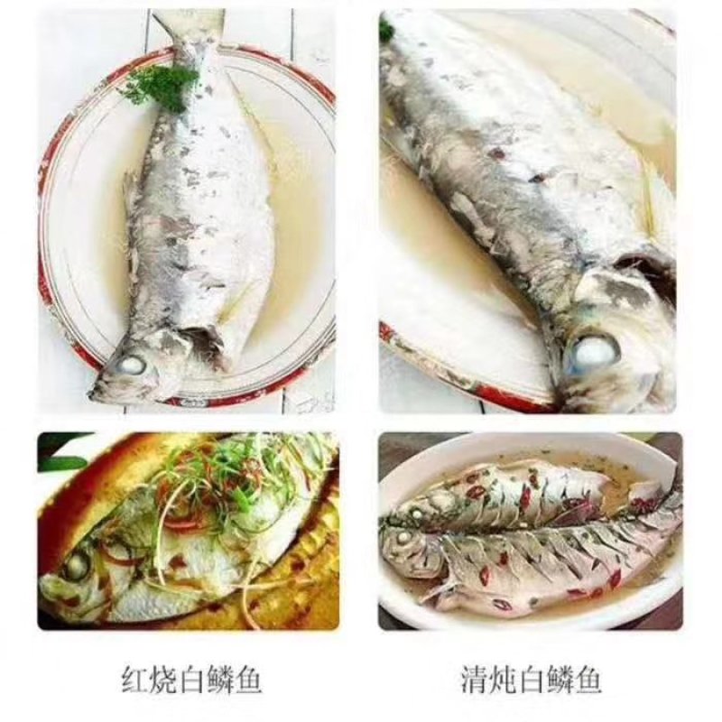 白磷鱼