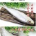 白磷鱼