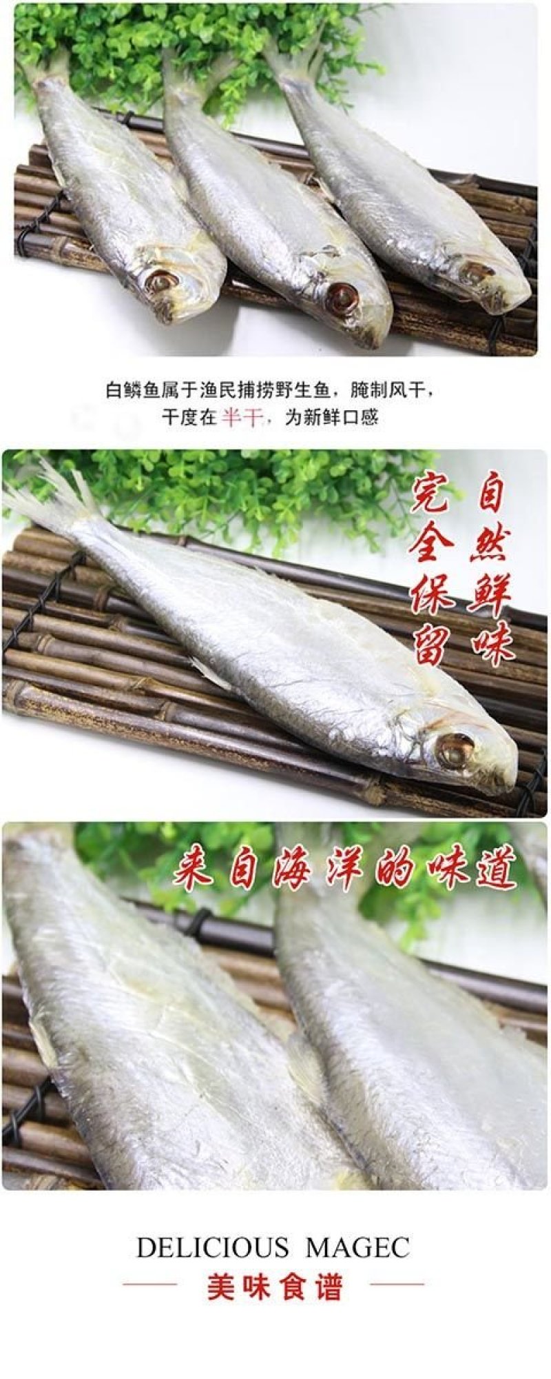 白磷鱼