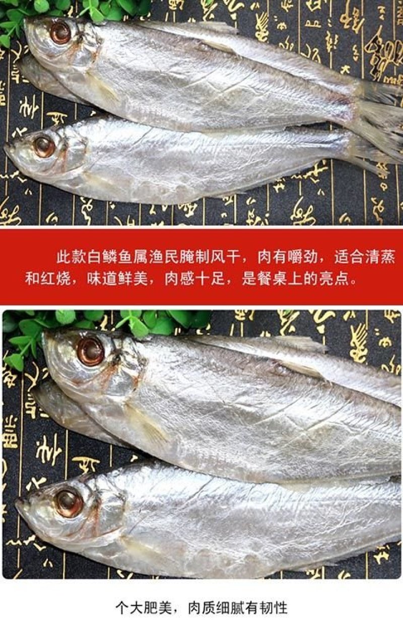 白磷鱼