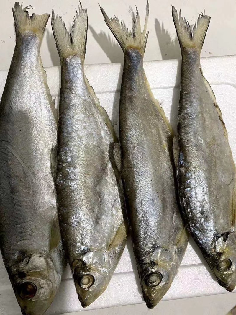 白磷鱼