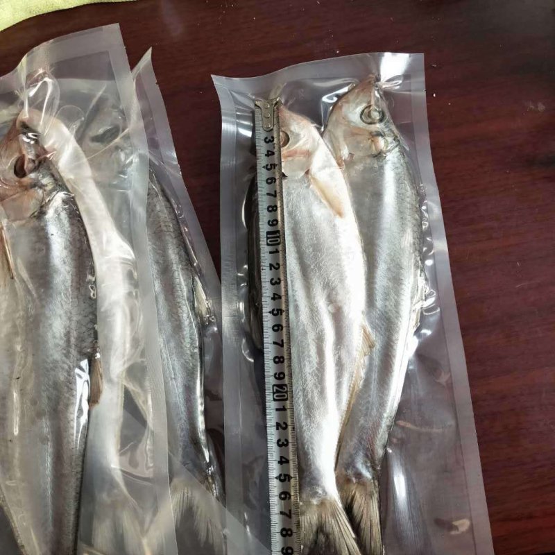 白磷鱼