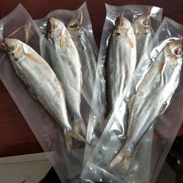 白磷鱼