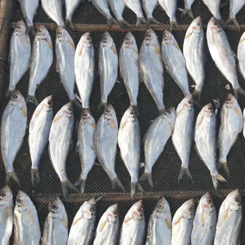 白磷鱼